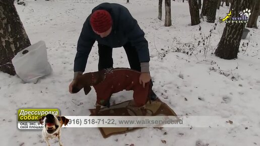 Дрессировке щенка как его воспитание, принуждение и насилие