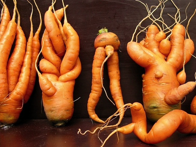 Сколько растет морковь. Морковь в древности. Морковка в земле. Вялая морковь. Много моркови.