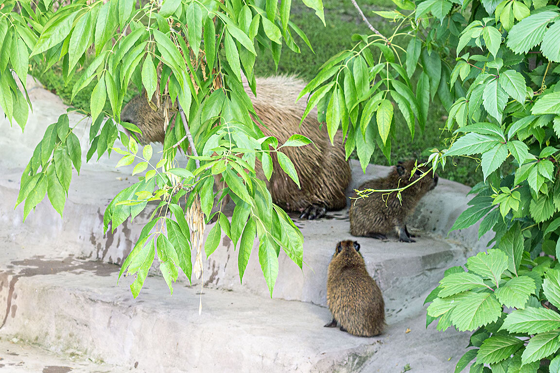 Московский зоопарк 2022. Московский зоопарк билеты. Расписание работы зоопарка. Московский зоопарк цена билета. График работы московского зоопарка 2023.