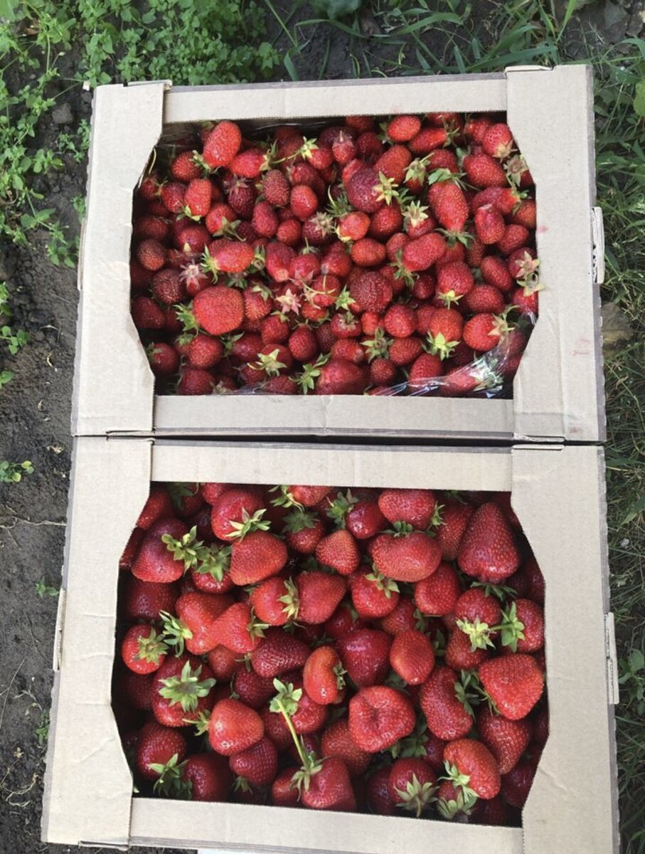 Наша клубника. Приготовили для любимых покупателей.