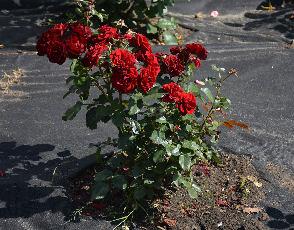 Листайте! Все фотографии в статье мои и сделаны в Зарайске в конце июля 2023