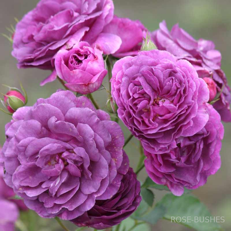 Минерва. Minerva.