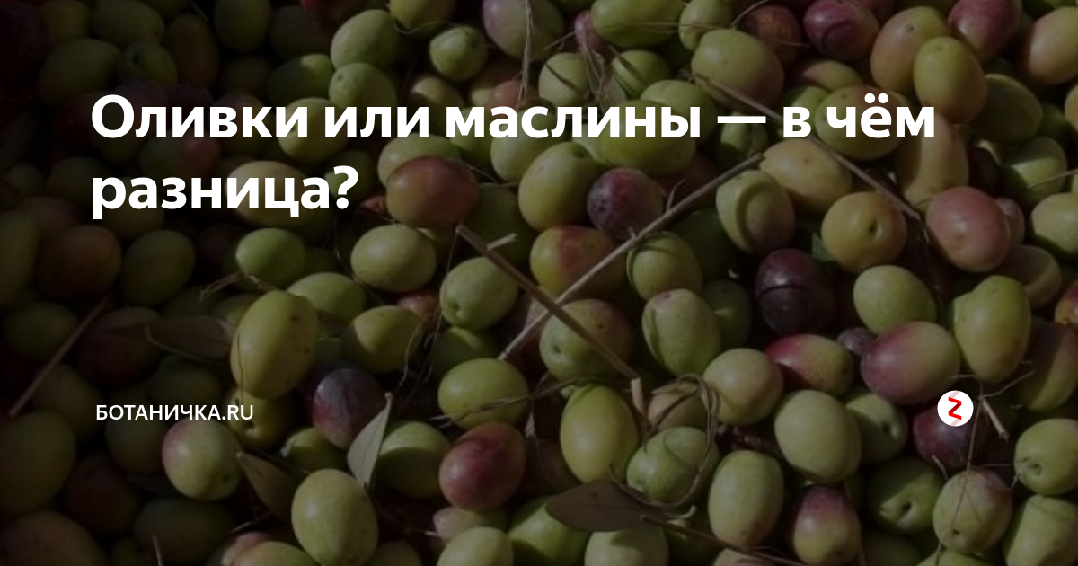 Оливки и маслины в чем разница фото