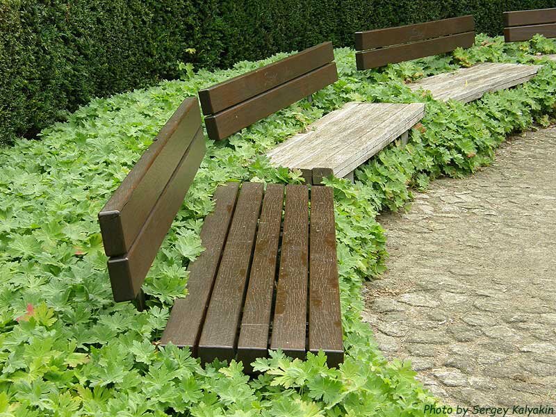 Герань крупнокорневищная в парке Planten un Blomen, Гамбург