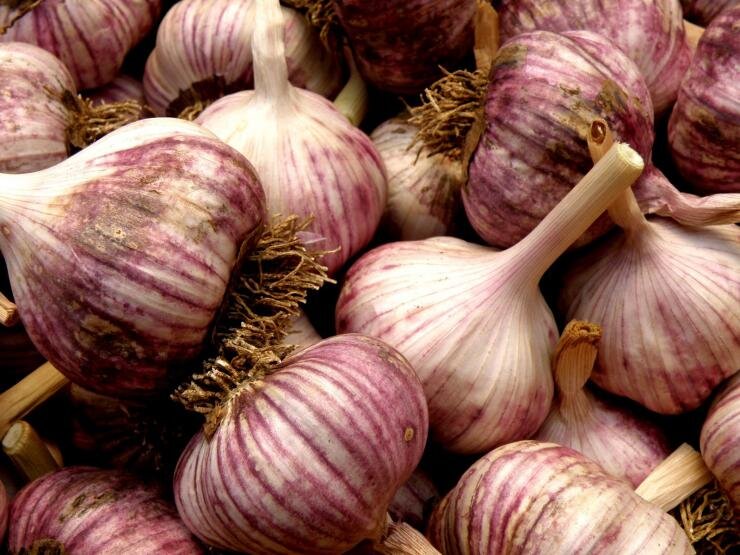 
 
Сроки посадки озимого чеснока