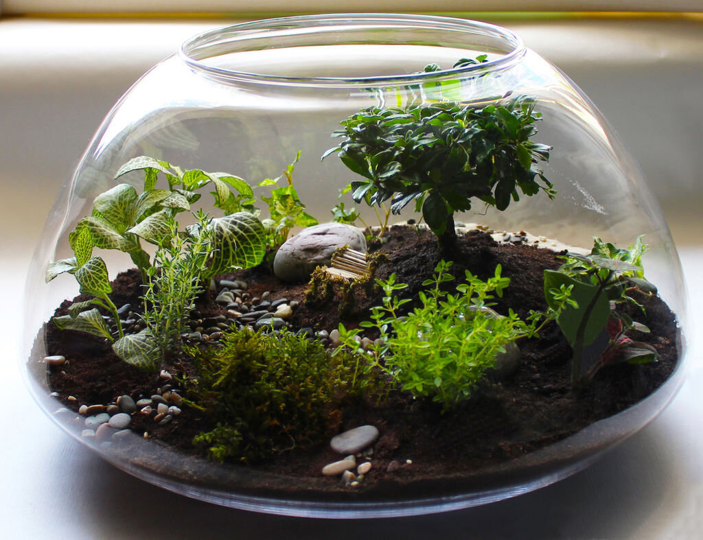 Как устроить флорариум (сад в стеклянной емкости)