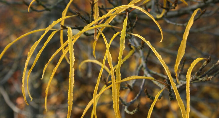 Крушина Asplenifolia 