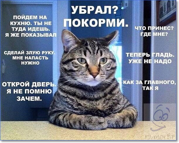 Прикольные футболки с котами на сайте жк-вершина-сайт.рф
