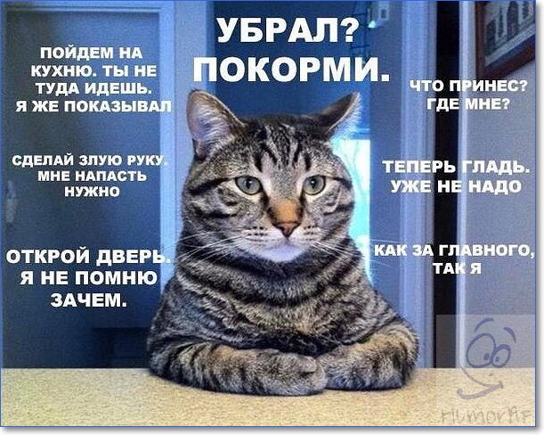 Мемы про котов с надписями (50 фото)