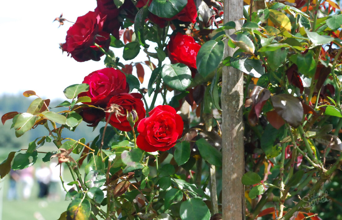 Как привить розу на шиповник летом пошаговая инструкция с фото для начинающих в домашних условиях