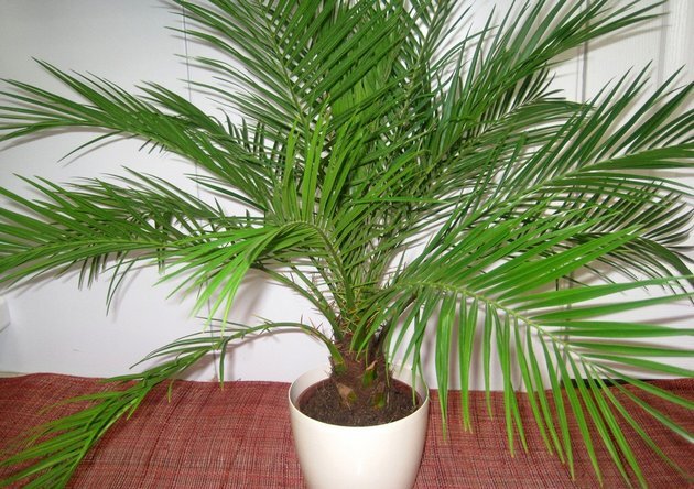 Комнатные пальмы: 5 тропических растений для выращивания в квартире