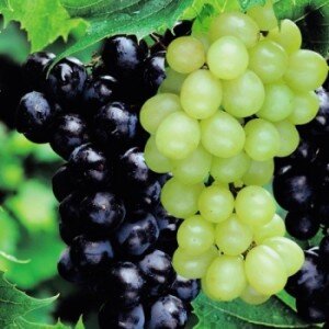 Если вы намерены вырастить несколько сортов ягоды на одном участке, важно знать несколько нюансов. Главный из них – после высадки посаженные вблизи виды винограда переопыляются между собой. Вместе с тем не отмечено ухудшение каких-либо свойств: