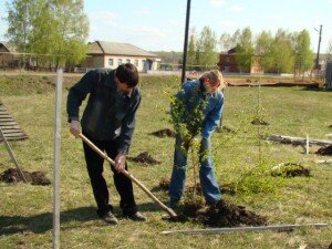 Бытует мнение, что березу необходимо высаживать осенью, при этом саженец должен быть молодым, так как крупные деревья «в возрасте» приживаются очень плохо при пересадке, имеется риск повредить корни.