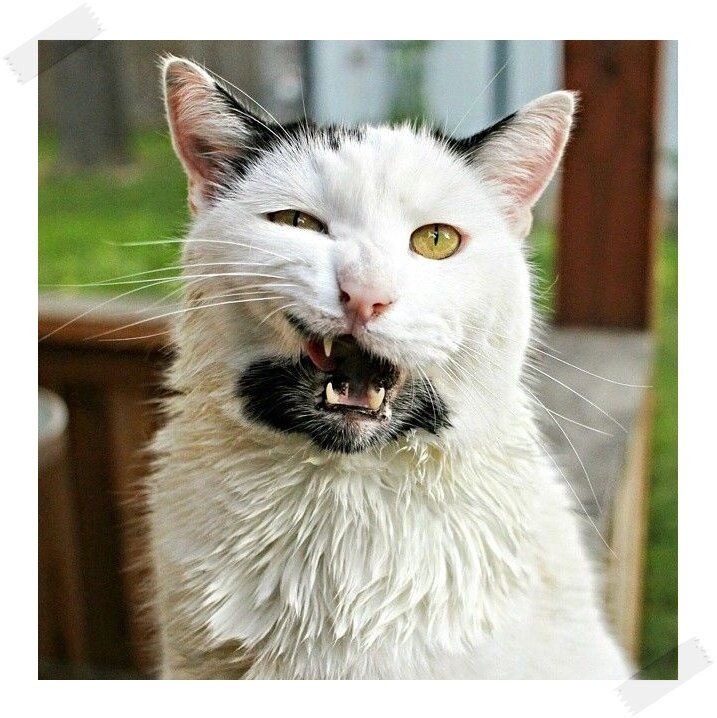 Смешная борода. Кот с бакенбардами. Бородатый кот. Кот с усами и бородой. Бородатый кот.