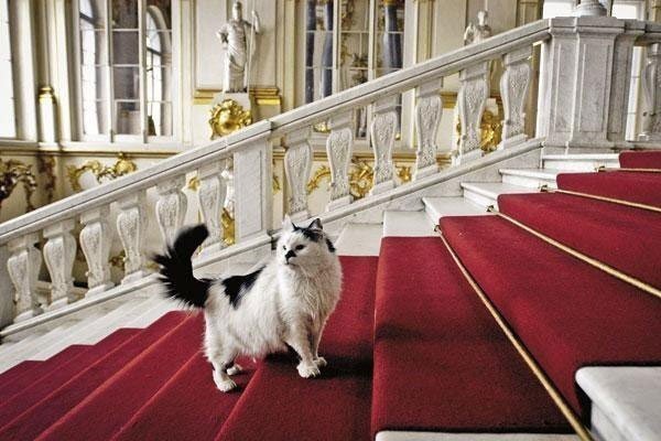 Пожалуй, самые известные музейные коты – охранники Государственного Эрмитажа в Санкт-Петербурге. Они охраняют здание Зимнего дворца от крыс и мышей уже почти триста лет: приказ о «выписке ко двору» кошачьего батальона отдала еще Екатерина Великая. Сейчас с Эрмитаже постоянно проживают около 60 котов, опознавательным знаком которых является специальный ошейник. Правда, ловить мышей им почти не приходится: грызуны, чуя «кошачий дух», обходят музей стороной. В музее ежегодно проходит «День эрмитажного кота», проводятся тематические выставки, издаются книги, посвященные четвероногим жителям музея. Содержатся коты на добровольные пожертвования сотрудников и посетителей Эрмитажа. 