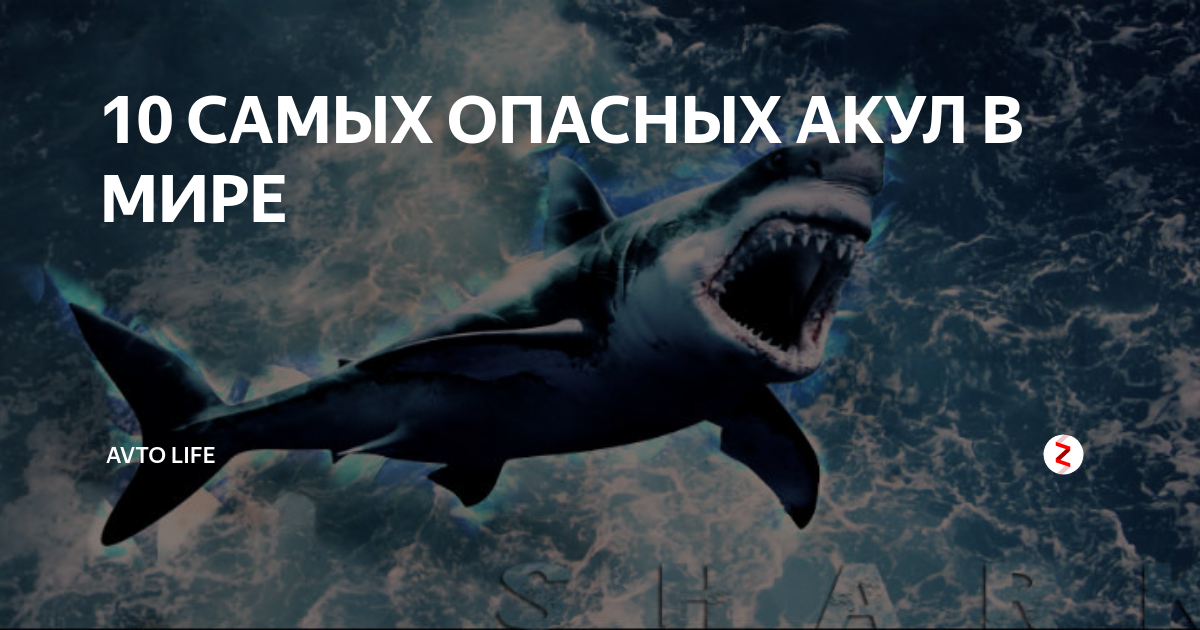 Сан сальвадор самый опасный город. Сан-педро-сула самый опасный город. Самых опасных животных в мире. Десять самых опасных. Самых опасных животных в мире.
