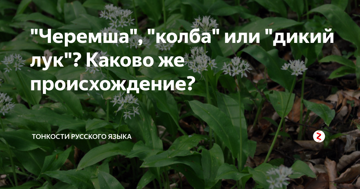 Колба или черемша. Отличие колбы от черемши. Черемша и колба в чем разница. Чем полезна черемша для человека.