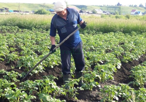 Простой окучник для картофеля из старого велосипеда: делаем своими руками