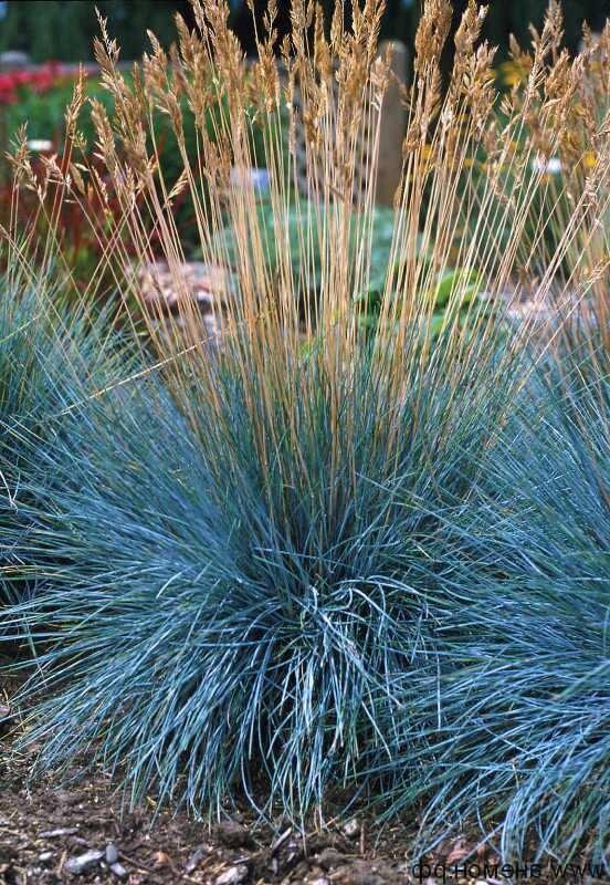 Голубая овсяница