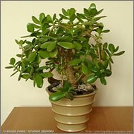 КРАСУЛА ПОРТУЛАКОВИДНАЯ ИЛИ ДЕНЕЖНОЕ ДЕРЕВО