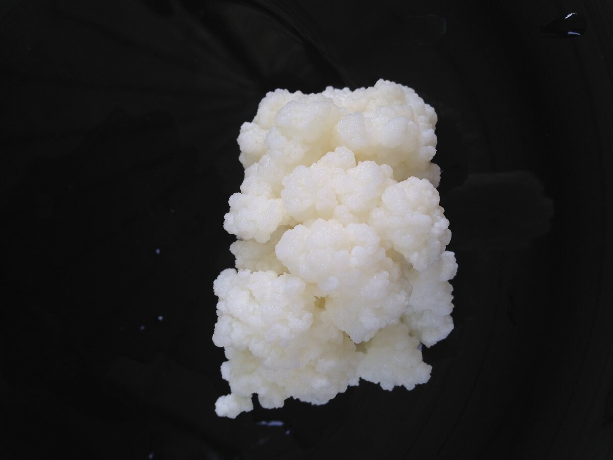 Здесь кефирный гриб еще выглядит довольно мило: похож на творог или рис (фото: Яндекс.Картинки)