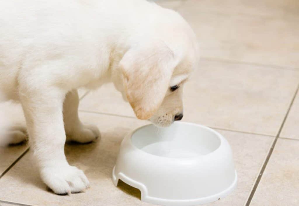 Щенкам крупных пород дают каждые 2 часа по 80-120 мл воды