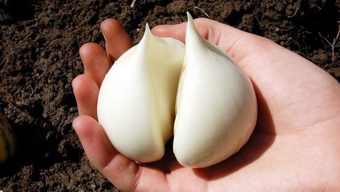 Рокамболь по количеству полезных элементов ничем не уступает обычному чесноку, а в некоторых пунктах даже опережает его.Богатым химическим составом объясняется полезные свойства культуры: