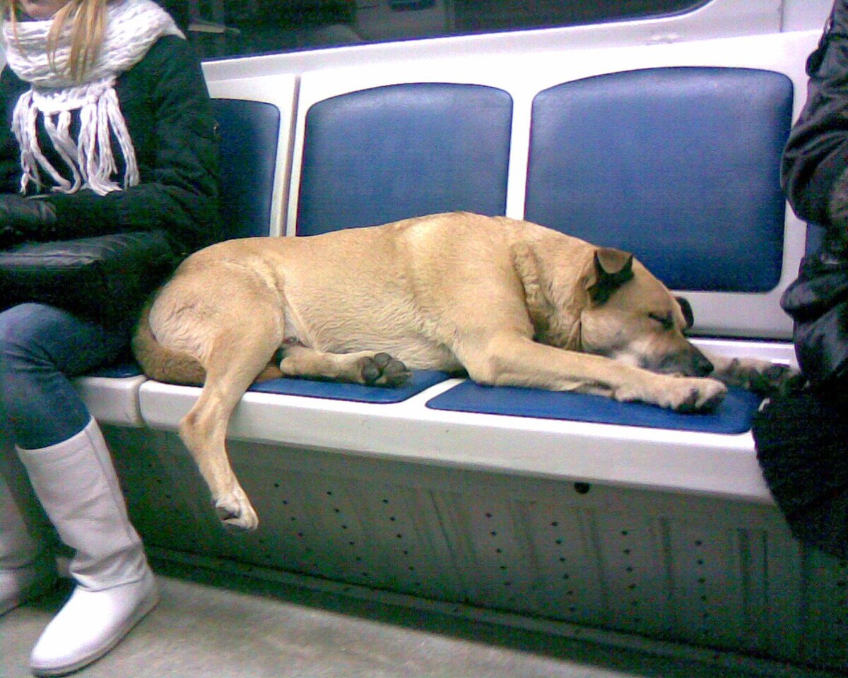 Можно с собакой в автобус. Бродячие собаки в метро Москвы. Бездомная собака в метро. Собаки в Московском метро. Бездомные собаки в Московском метро.