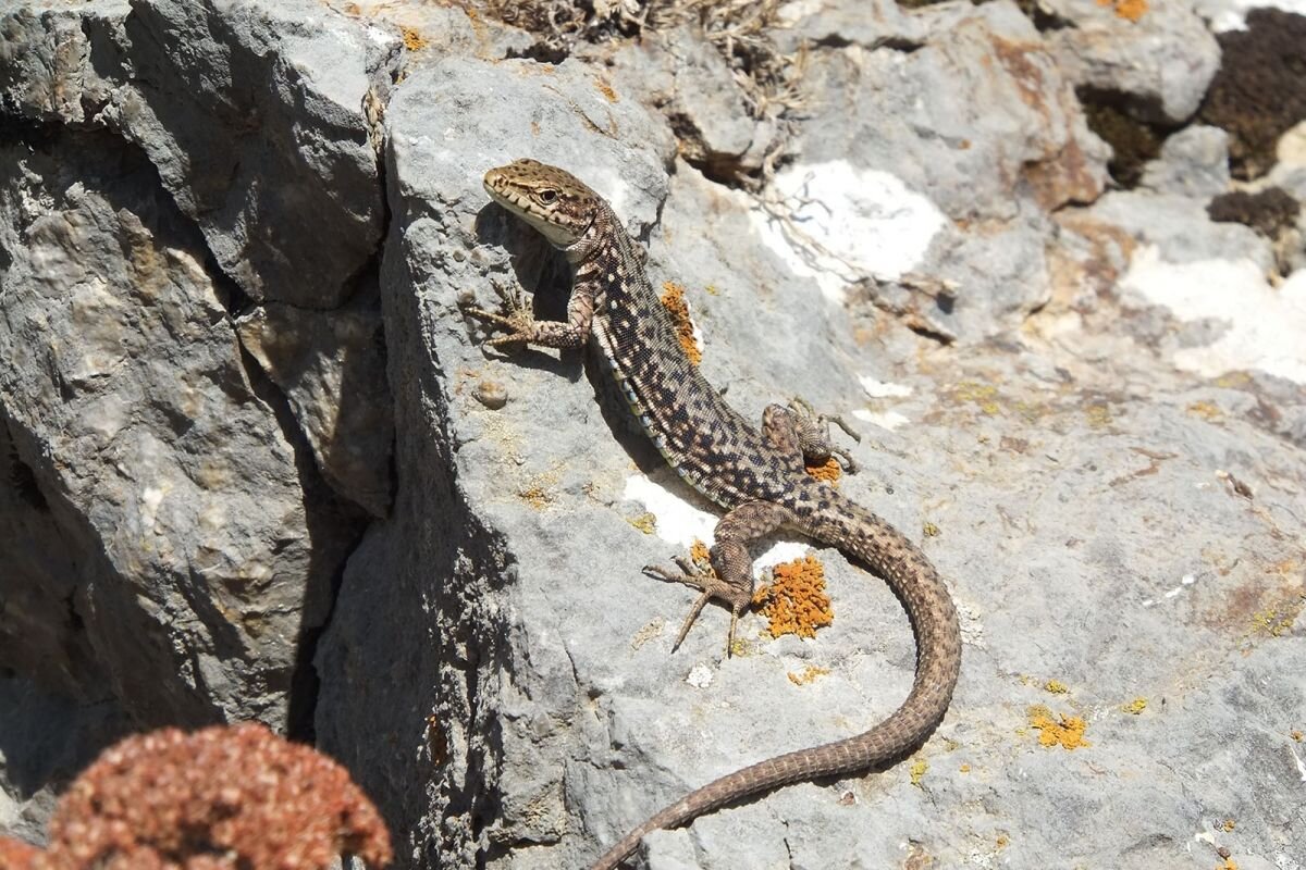 Движение за права женщин придумали за долго до людей