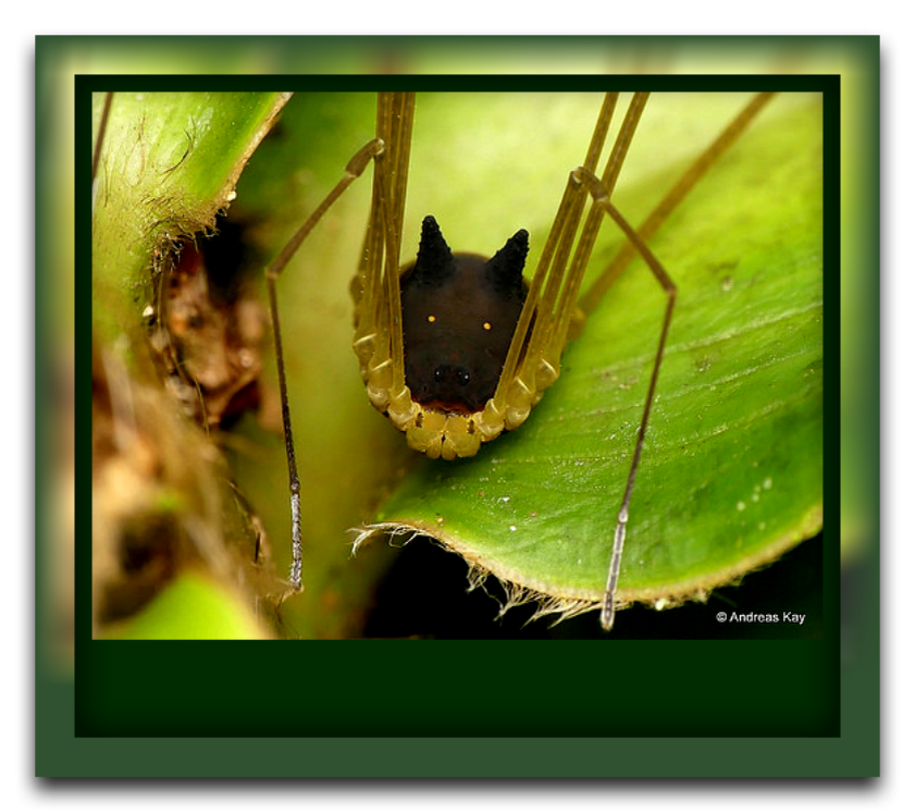 Сенокосец Metagryne bicolumnat