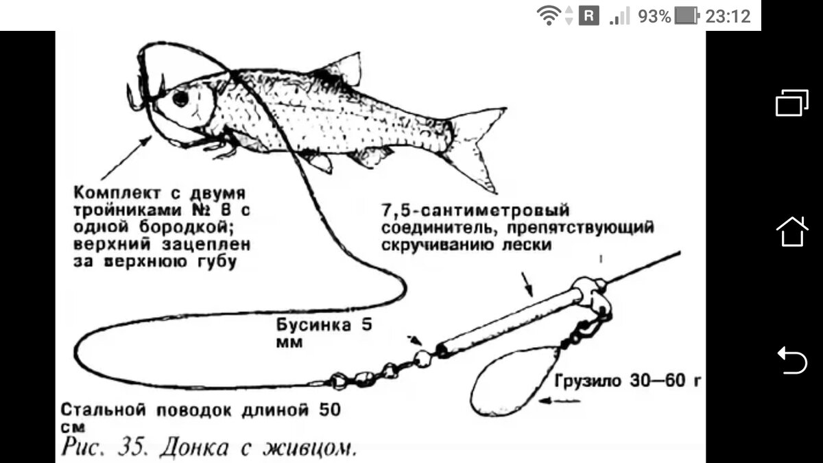 Вспомним о донке. Ловля хищника донкой