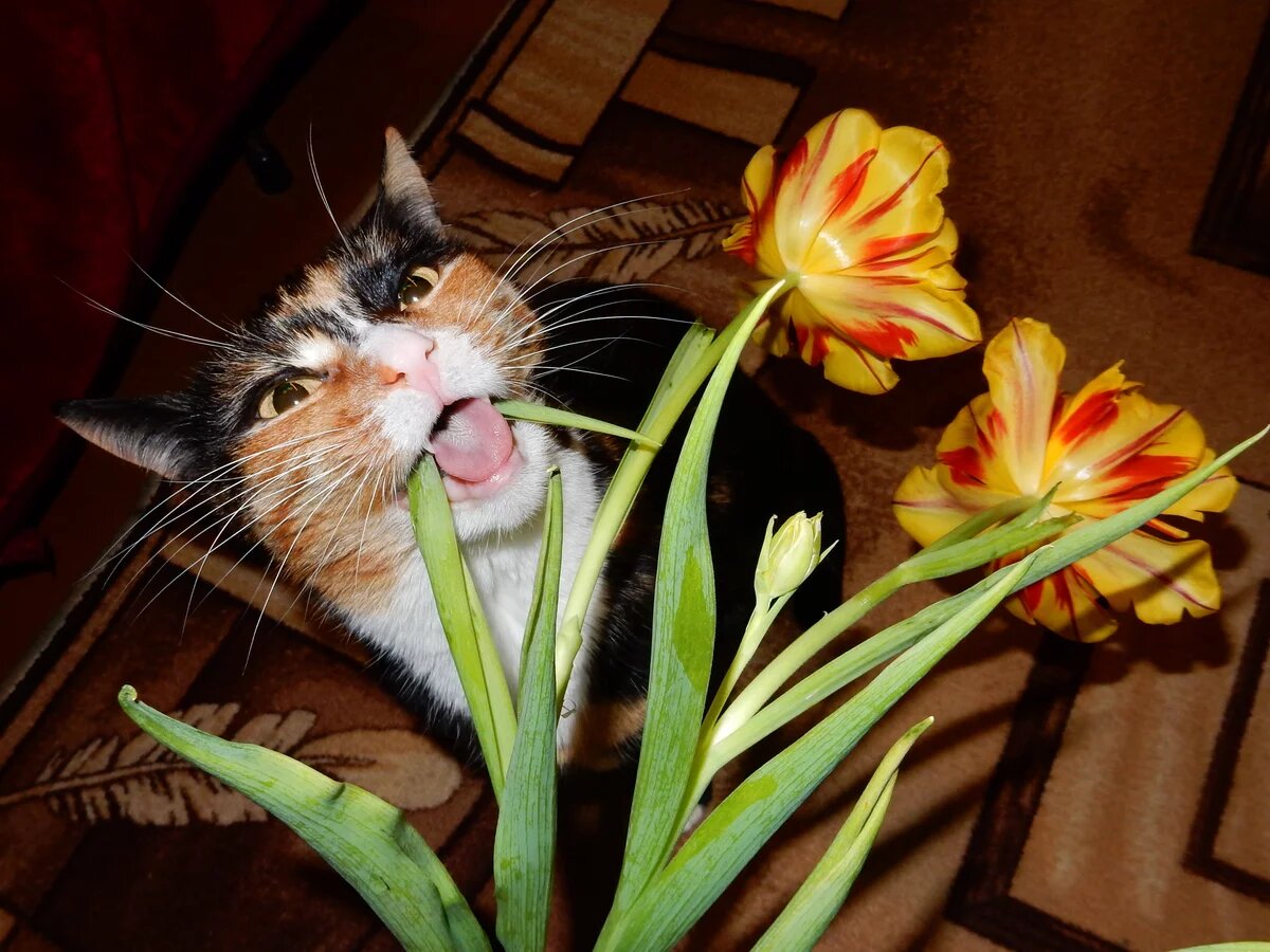 Коты едят растения
