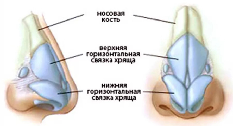 Стоковые фотографии по запросу Анатомия носа