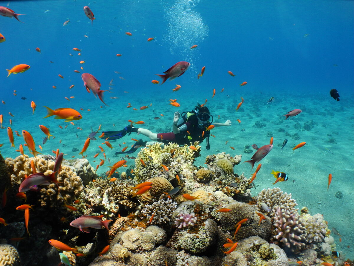 Картинки красное море египет