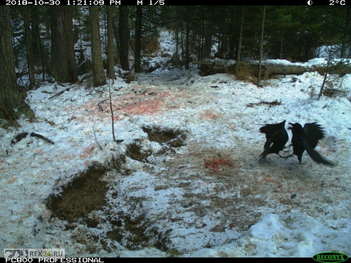 Фото: заповедник Столбы