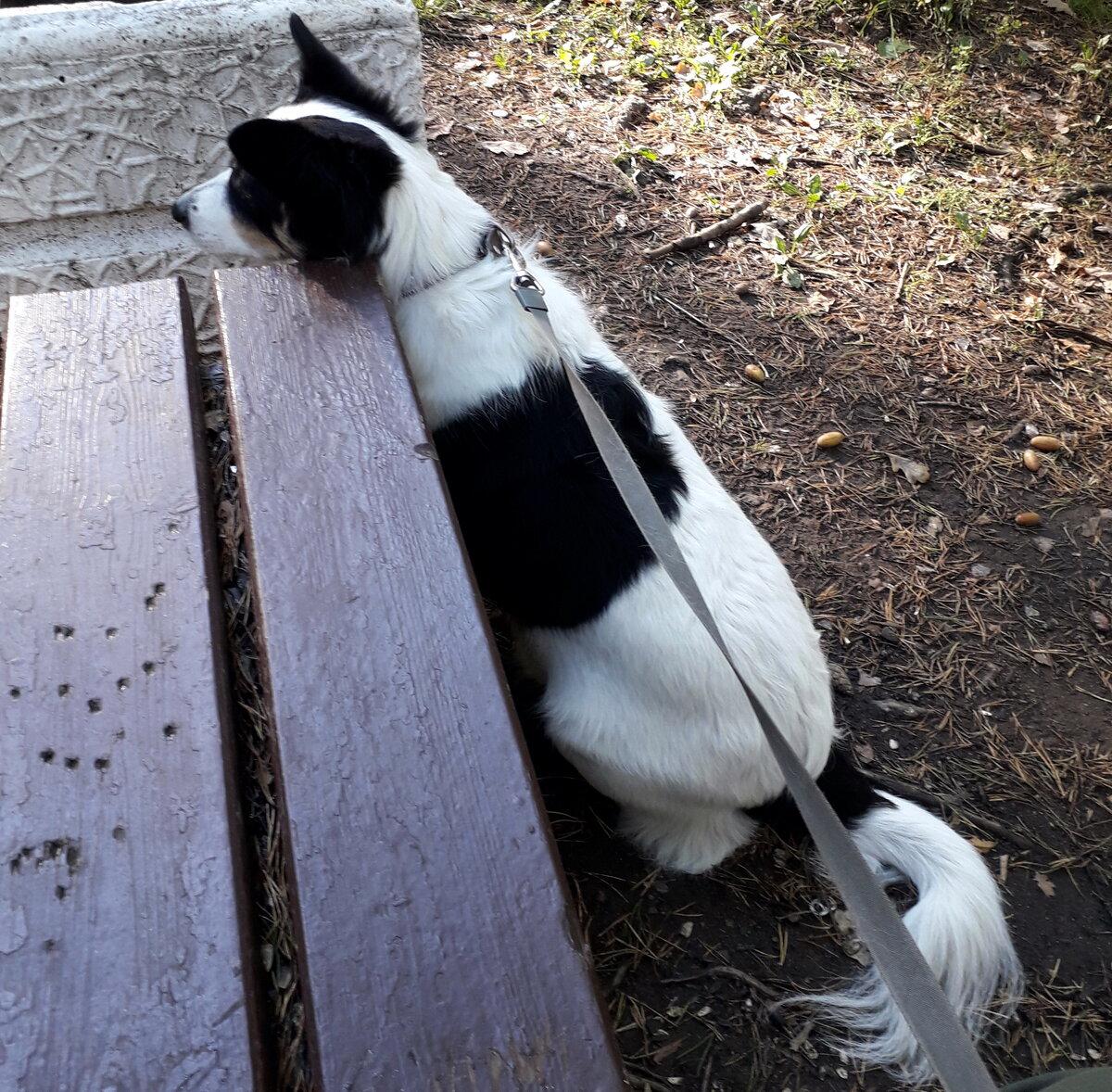 Лерка в засаде на белку. Вот и вчера такая была)