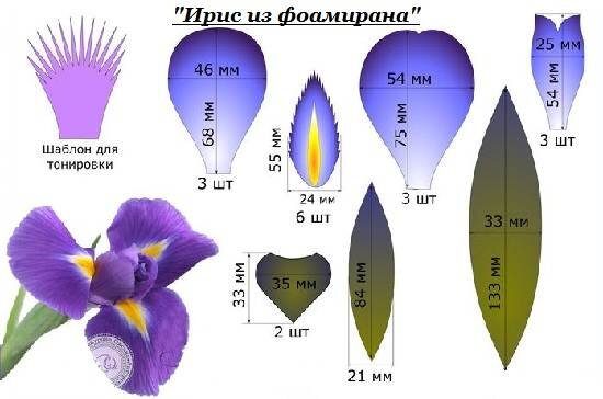 Мастер-класс по цветам из фоамирана: Нежный ирис | Ирисы, Заколки, Резинки для волос