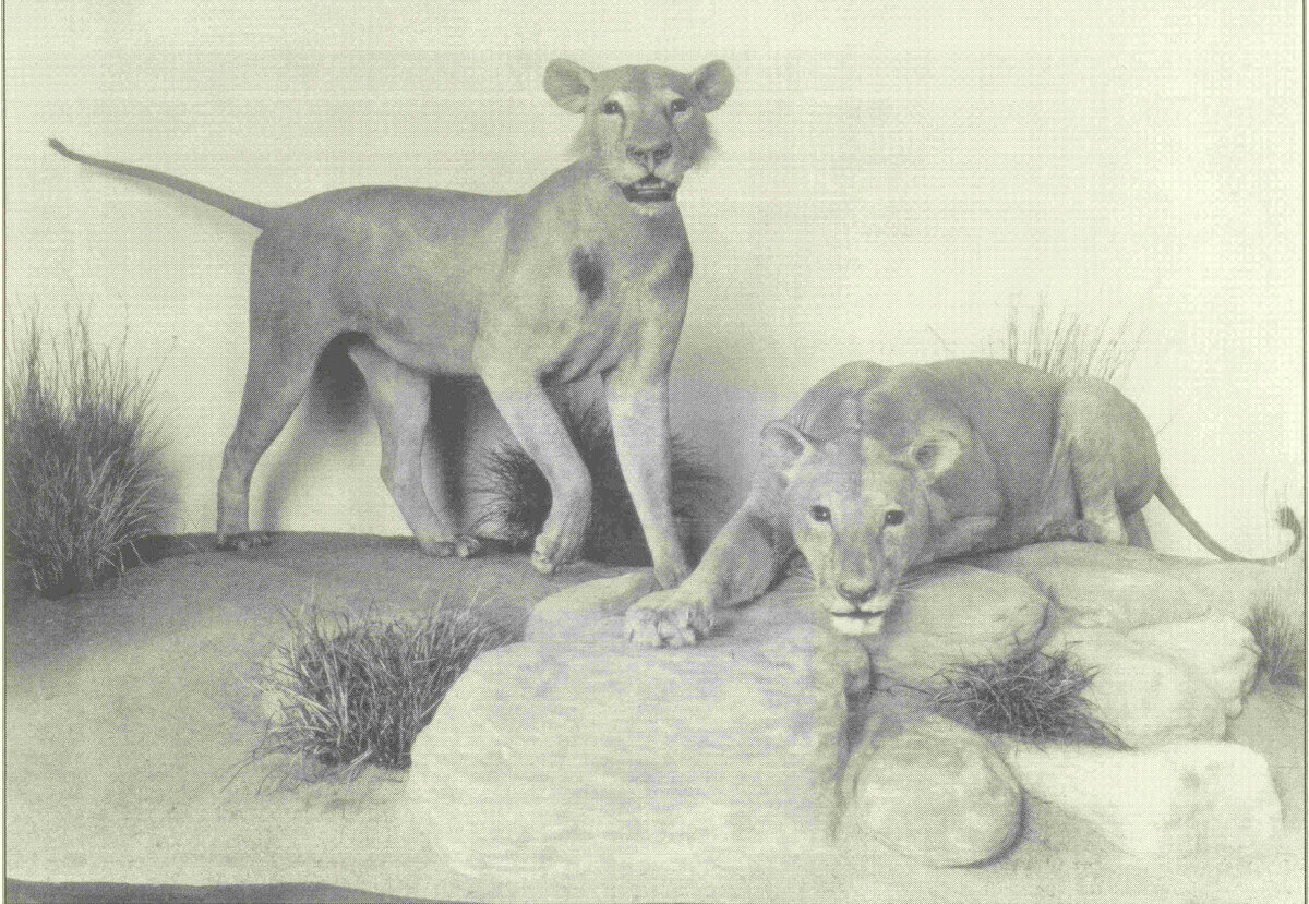 Чучела  львов Призрак и  Тьма