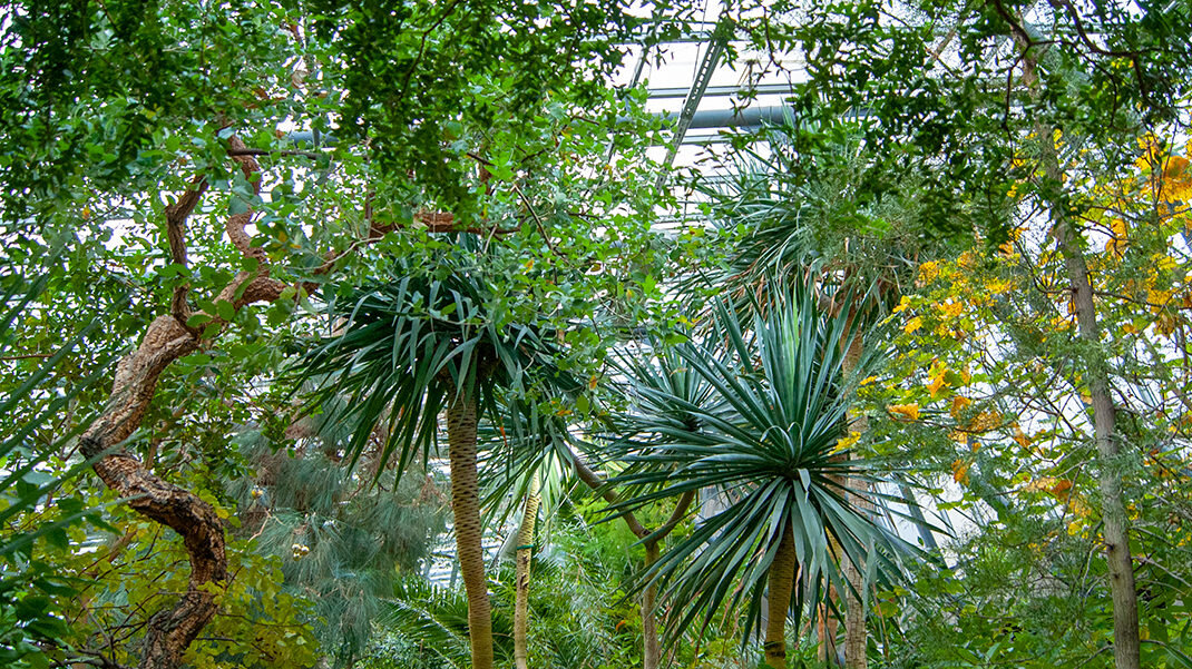 субтропический ботанический сад нагасаки. сад кирстенбош юар. тропики субтропики южная америка. сад субтропиков. субтропики оранжерея ботанический сад санкт-петербург.