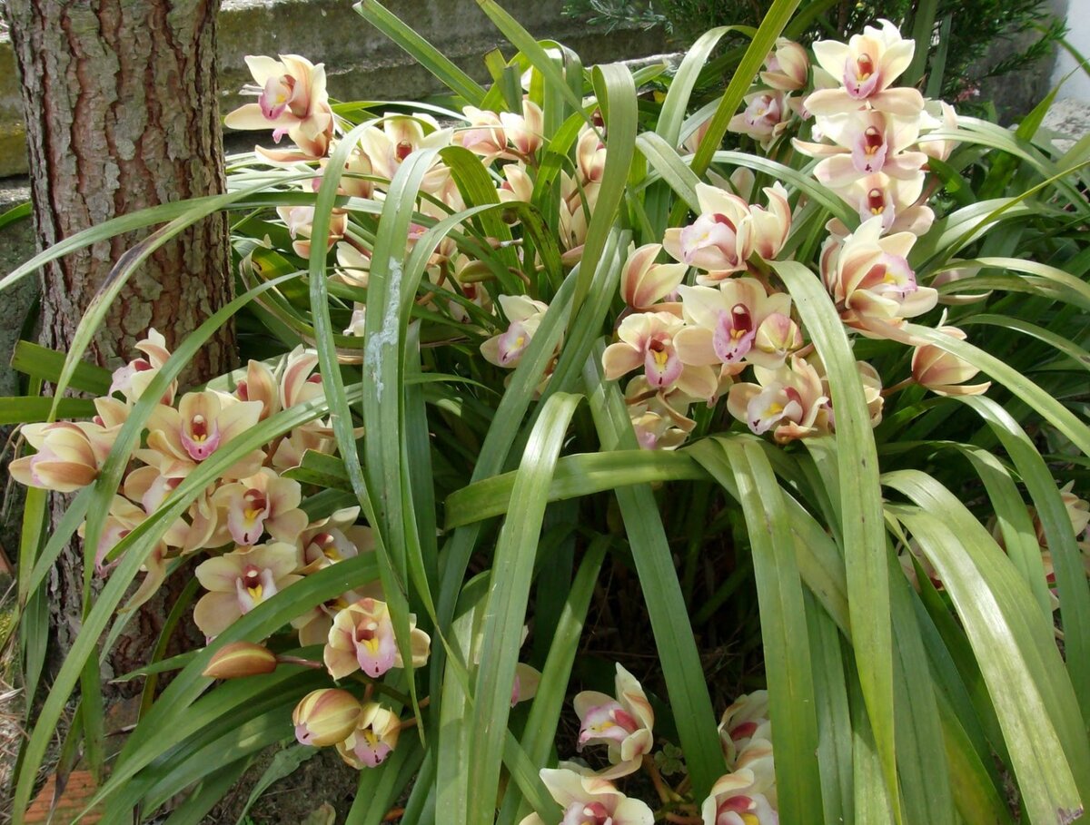 Клубневая Орхидея Цимбидиум