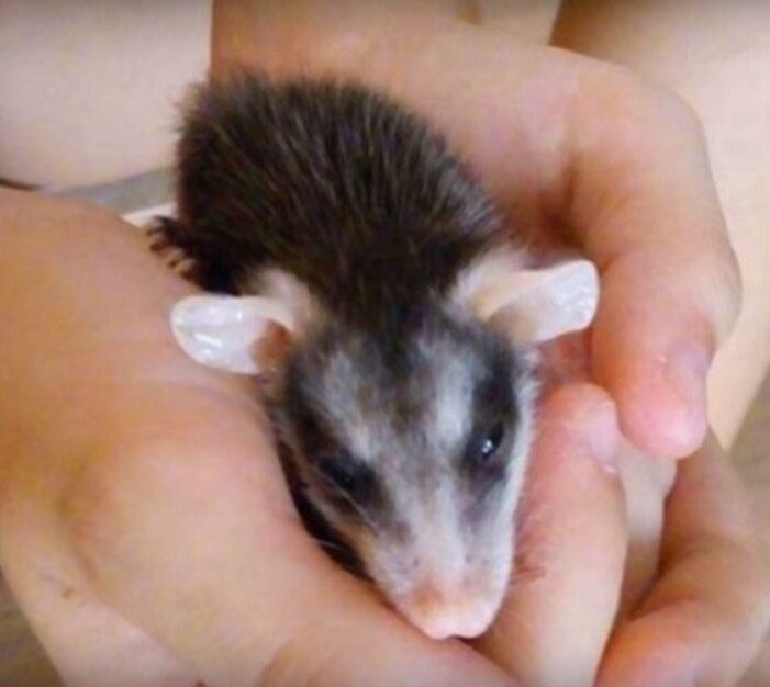 Скриншот/Just Life — канал про животных/youtube.com