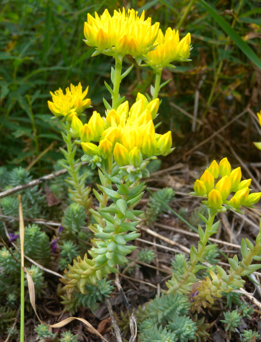 Цветет с июня по август. 