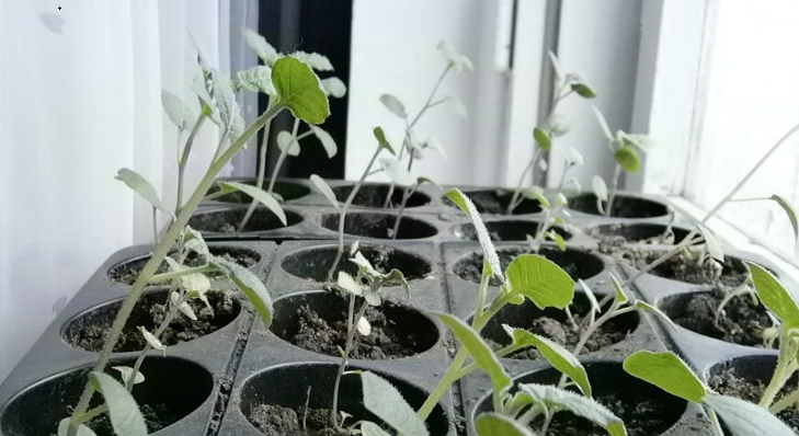 Рассада картофеля из семян