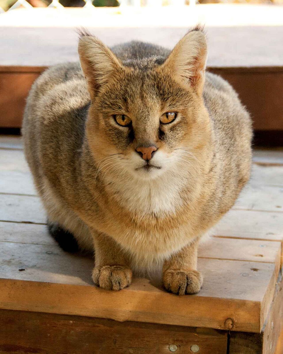 Домашний камышовый кот