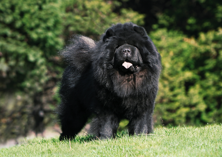 Лайк и подписка черному мохнатику! 😏 😋