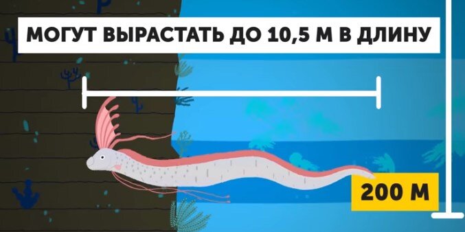 Увидеть рыбу-ремень можно только полуживой или мертвой. В среде обитания она попадалась людям лишь однажды, случайно запечатлённая на камеру на глубине 1500 м 