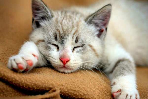 Источник: https://www.google.ru/imgres