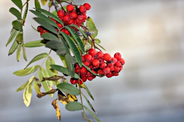 На днях губернатору была предоставлена аналитическая справка о крайней нехватке государственных экологических инспекторов. Составлять протоколы, хватать за руку людей за те или иные экологические нарушения просто некому - этих самых рук не хватает. 
