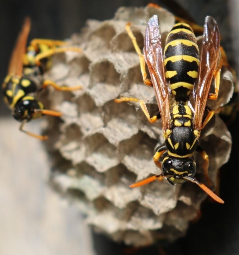 Огромная пчела фото