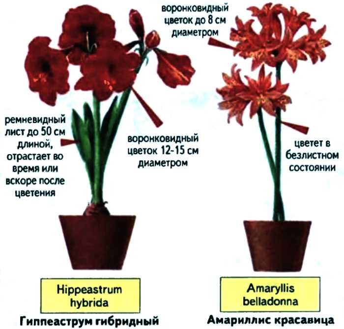 Амариллис отличия от гиппеаструма и правила цветения растения